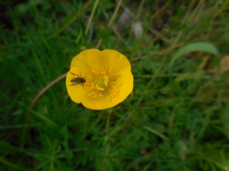 UNE MOUCHE SUR UN BOUTON D'OR. Photo prise le 25 avril 2023 sur le chemin de la Saltière. RÉMI JAYAT